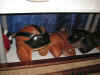 MiscLeathFBHelmets (3).JPG (758527 bytes)